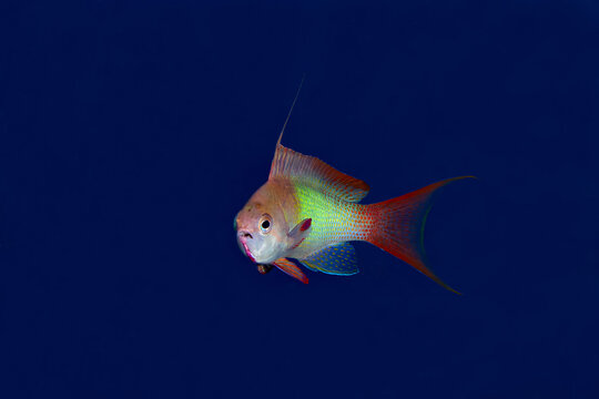 Colorful Sea Goldie (Pseudanthias squamipinnis) gliding in deep blue water