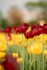 Obraz premium Red, yellow, and green field of tulipa flowers blooming in summer