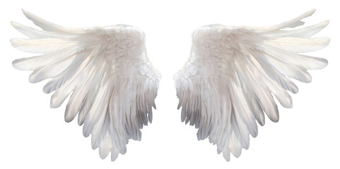 Obraz premium white angel wing isolated on transparent background.