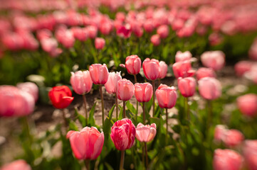 Creative and dreamy pink and white tulips in a flower garden