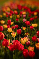 Dreamy and delicate red and yellow tulip flower petals