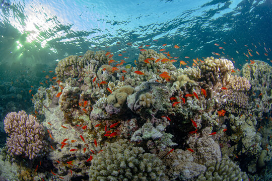 Schooling Sea Goldie swimming among coral reef