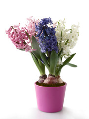 hyacinth flowers blooming at spring