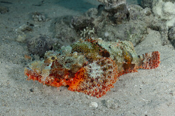 Devil scorpionfish camouflaged on ocean floor