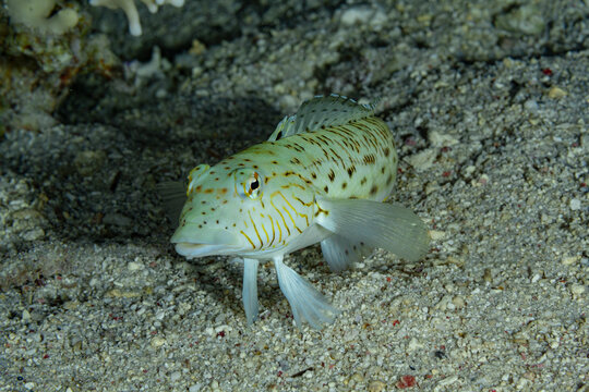 Speckled sandperch on sandy ocean floor