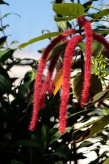 red,fluffy long flowers of  Acalypha hispida-Euphorbiaceae family on a greenhouse