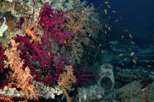 Schooling Sea Goldie (Pseudanthias squamipinnis) swimming among vibrant coral reefs