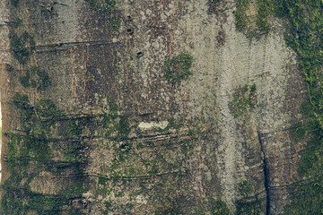 Close-up of moss growing on a Yunnan carcass tree in nature parks. Due to the high humidity in the air. Textured natural background with the ability to copy. High quality photo