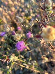Close-up of Cirsium flowers blooming in wild grass at sunset