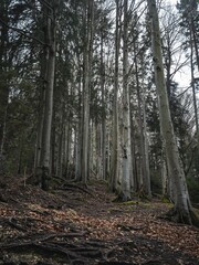 A serene forest in Bavaria featuring tall, leafless trees and a ground covered with roots and fallen leaves. The scene captures the raw beauty of nature in early spring or late autumn.
