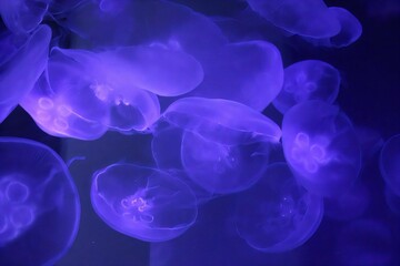 Glowing jellyfish in a blue aquatic setting.