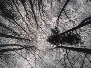 A dramatic upward view of tall, leafless trees with intricate branches silhouetted against a cloudy sky, creating a stark and natural abstract composition.