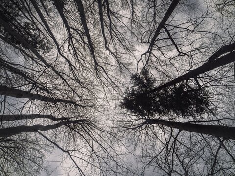 A dramatic upward view of tall, leafless trees with intricate branches silhouetted against a cloudy sky, creating a stark and natural abstract composition. - Powered by Adobe