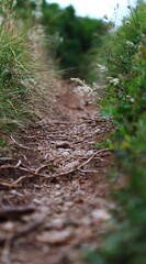 Obraz premium A path in a wild forest. Mysterious green background. Solitude with nature. Wild nature. Landscape. Tourist path. Cover. Wallpaper. Postcard