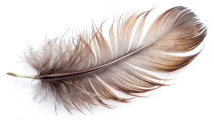 Obraz premium Single Bird Feather on White Background