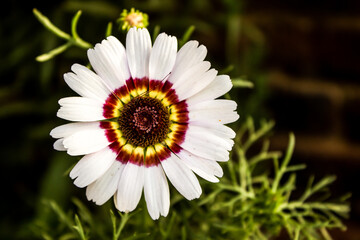 Obraz premium A large white Blanket flower, Gaillardia, with a maroon and yellow inner ring