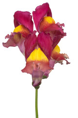 Snapdragon flower isolated