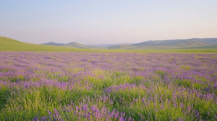 Fototapeta premium Serene Lavender Field Under Clear Sky, Tranquil Landscape View