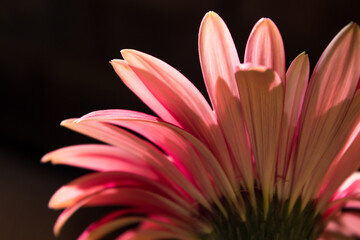 Back view of a back lit pink Baberton Daisy (Gerbera Jamesoni) with a dark background