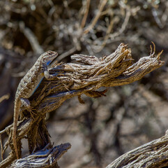Lizard sunning itself at Smith Rock State Park in Oregon 