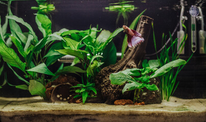 Small red Betta Splendens in a planted fish tank freshwater 