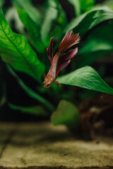 Small red Betta Splendens in a planted fish tank freshwater 