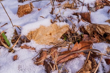 dry fallen leaves covered in snow