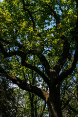 a huge tree with a thick trunk and spreading branches