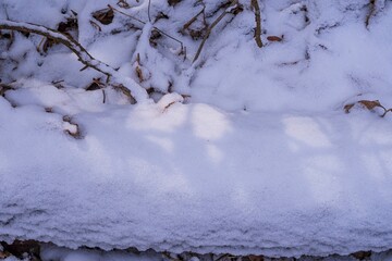 Snow-covered tree branches and a log in the forest