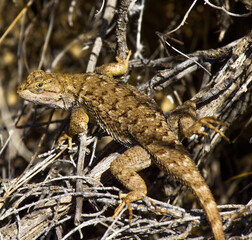Lizard in the bushes at Smith Rock State Park in Oregon 