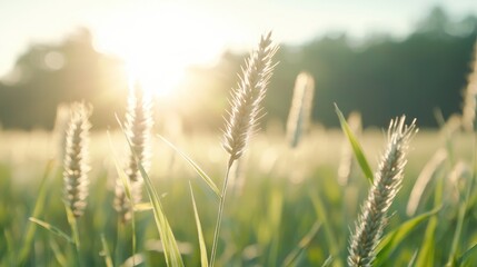 Fototapeta premium Sunset over grassy field, plants backlit, nature scene, website background