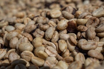 Drying and Defective Coffee Beans in Different Processing Stages