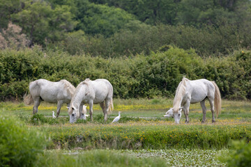 Obraz premium Cavalli Camargue all'isola della Cona