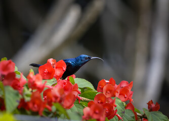 male purple rumped sunbird on a flower branch.this photo was taken from Bangladesh.