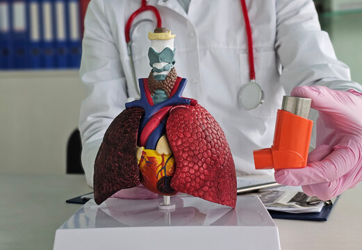 Human lungs, highlighting respiratory anatomy, while holding an asthma inhaler.