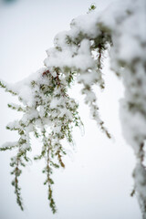 A tree covered in snow