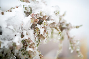 A group of white seagulls on a sandy beach