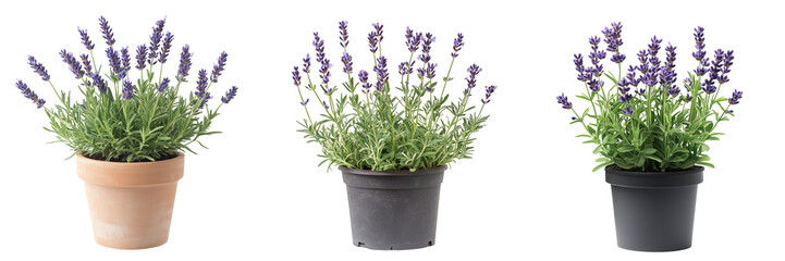 Set of Close-up of Lavandula Lavance Mix in full bloom, showcasing vibrant purple flowers with delicate green stems on transparent png background