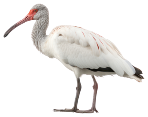 PNG Ibis animal stork white.