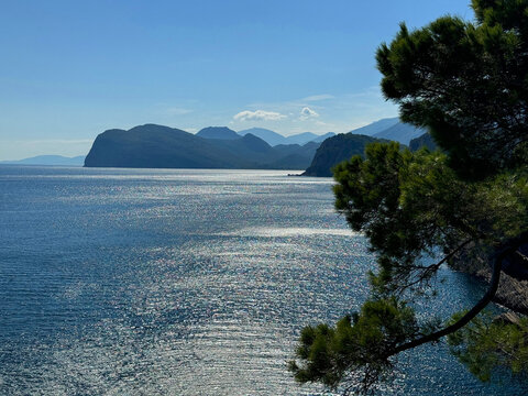 Pine tree above blue sea of Mediterranean coast.