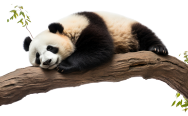 PNG Wildlife sleeping animal mammal.