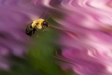 A bee is in flight against a vibrant background of swirling pink and purple hues. The backdrop creates a dynamic, dreamy atmosphere, highlighting the bee's detailed form.