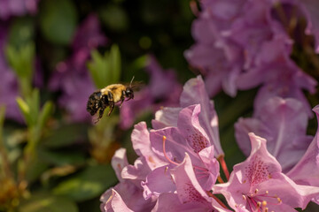 A bumblebee hovers near vibrant pink flowers, poised to land and gather nectar. The background is a soft blur of green and purple foliage, creating a serene garden scene.