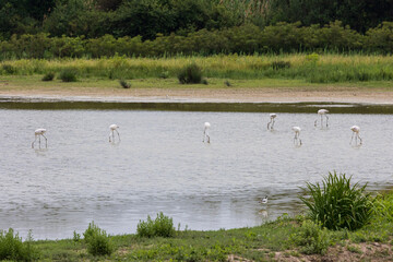 fenicotteri - riserva isola della Cona