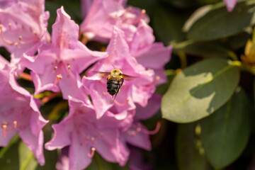 A bee hovers near vibrant pink flowers, capturing a moment of nature's pollination process. The sunlight highlights the delicate petals and lush green leaves in the background.