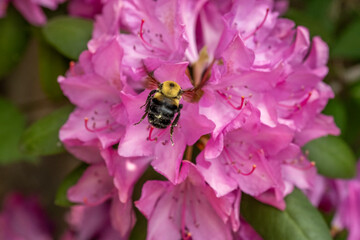 A bumblebee hovers in front of vibrant pink rhododendron blossoms, diligently searching for nectar. Green leaves provide a contrasting backdrop, highlighting the bee's yellow and black stripes.