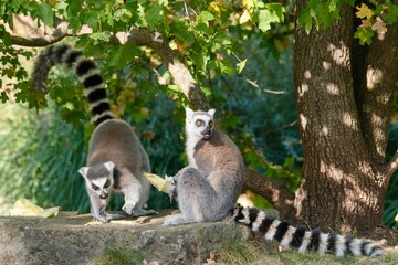 ring tailed lemur catta