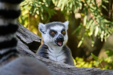 ring tailed lemur catta