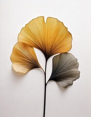 minimalist ginkgo leaf shape art white background