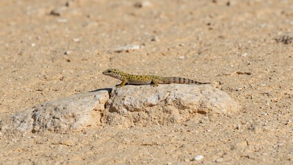 Beautiful leopard gecko basking on a sandy rock in the desert showcasing vibrant yellow and orange spots Capture the allure of the arid wilderness
